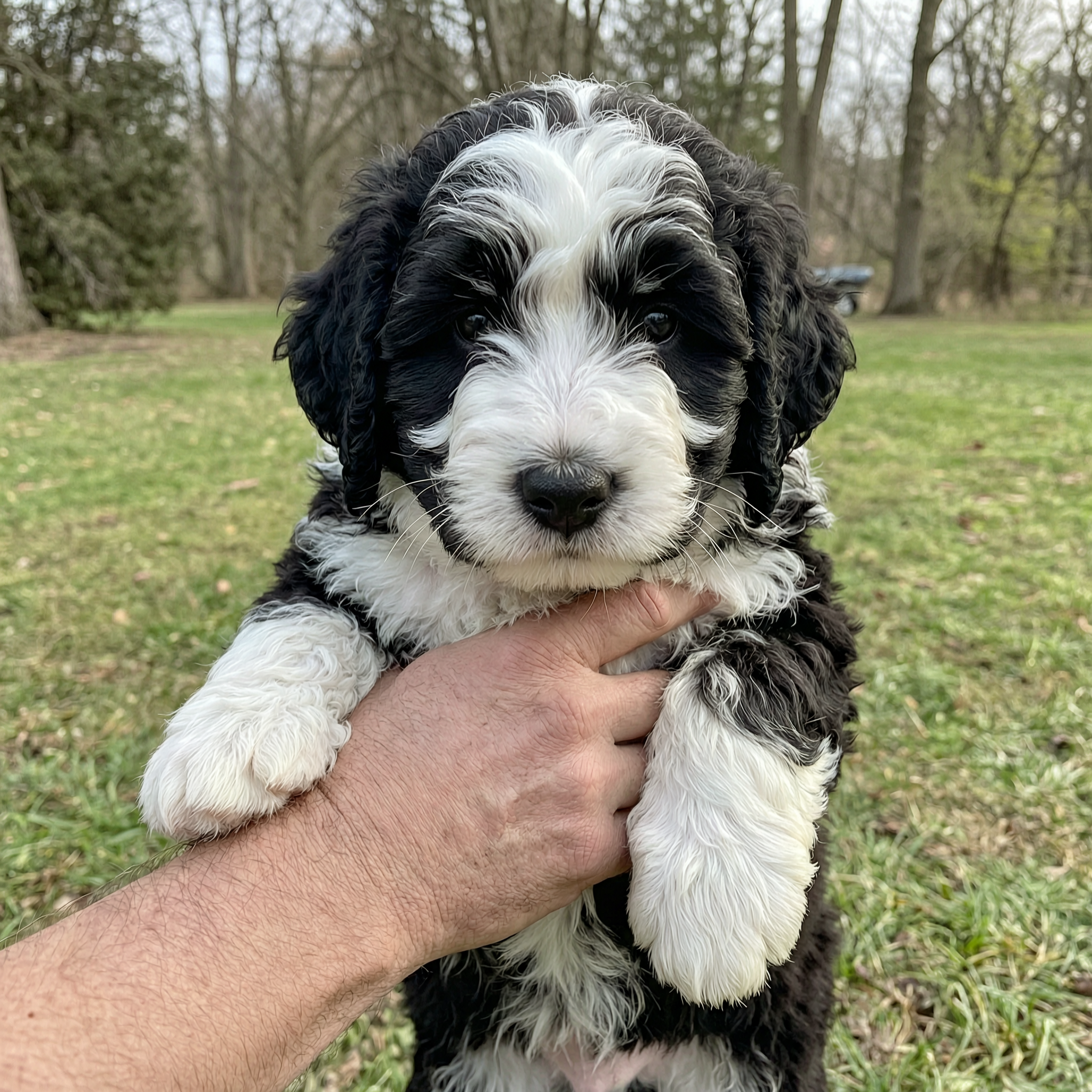 Fresno Bernedoodles
