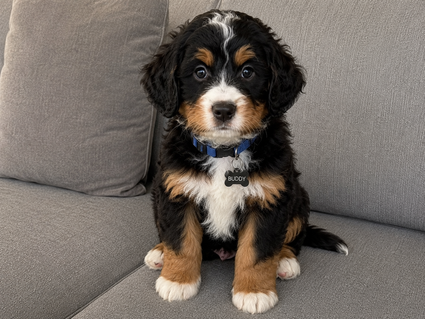 Buddy - F1 Bernedoodle